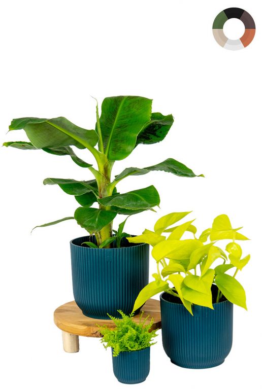 Plantes dans pot 1