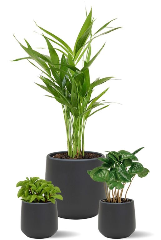 Plantes en pot a mi-ombre