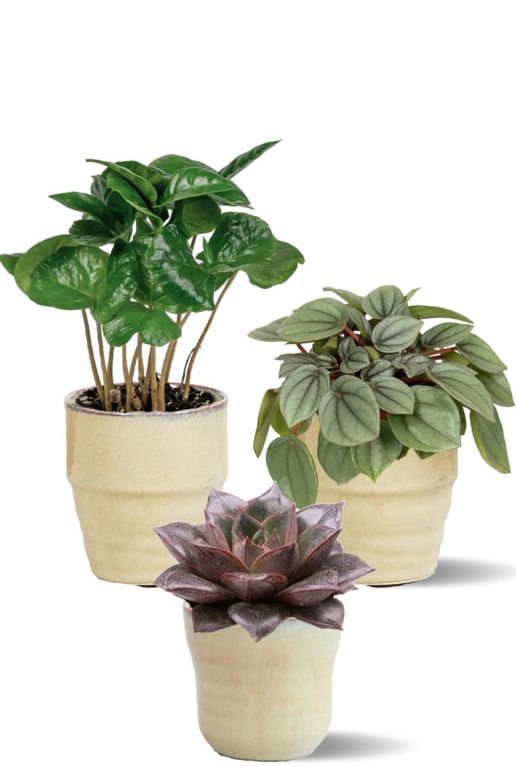 Plantes en pots beiges