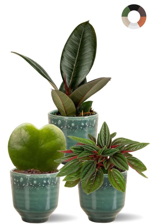 Plantes en pots de ceramique