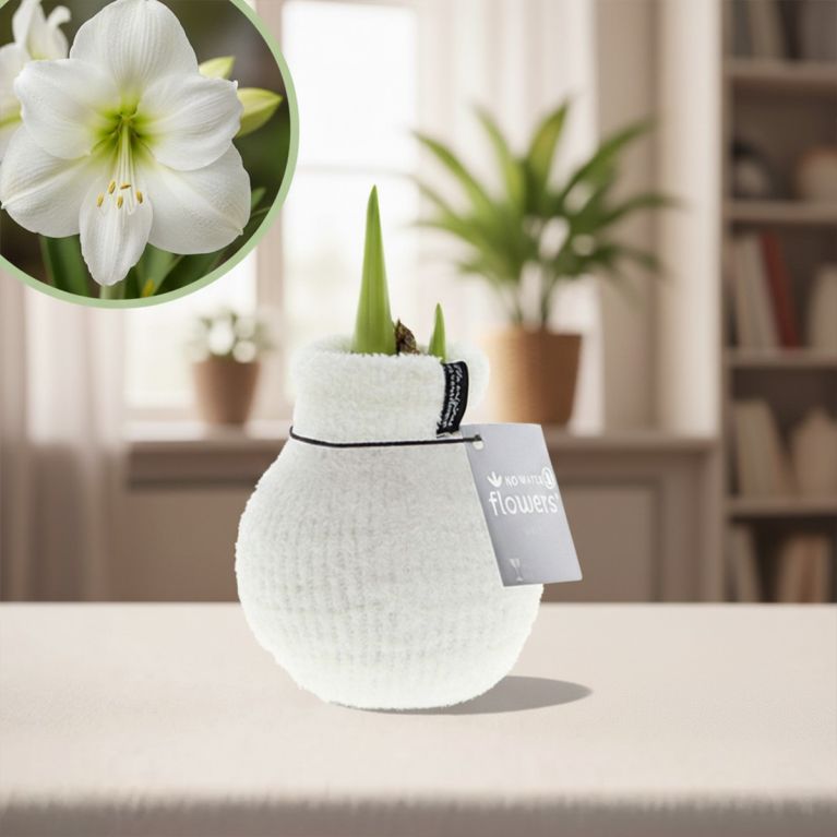 Amaryllis fluffy blanc