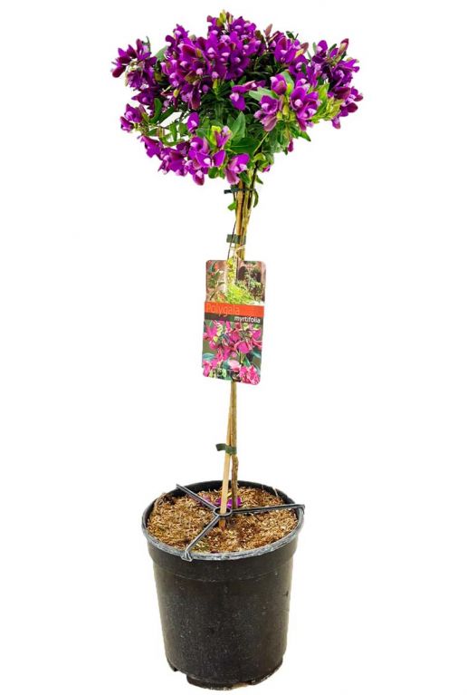 Polygala myrtifolia p21
