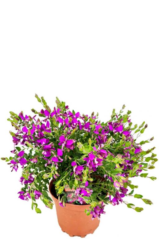 Polygala myrtifolia plant