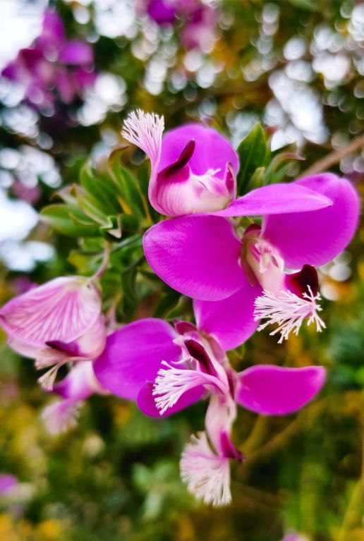 Polygala myrtifolia plante de jardin