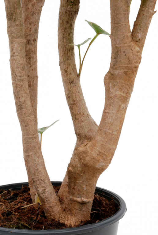 Aralia Balfourii