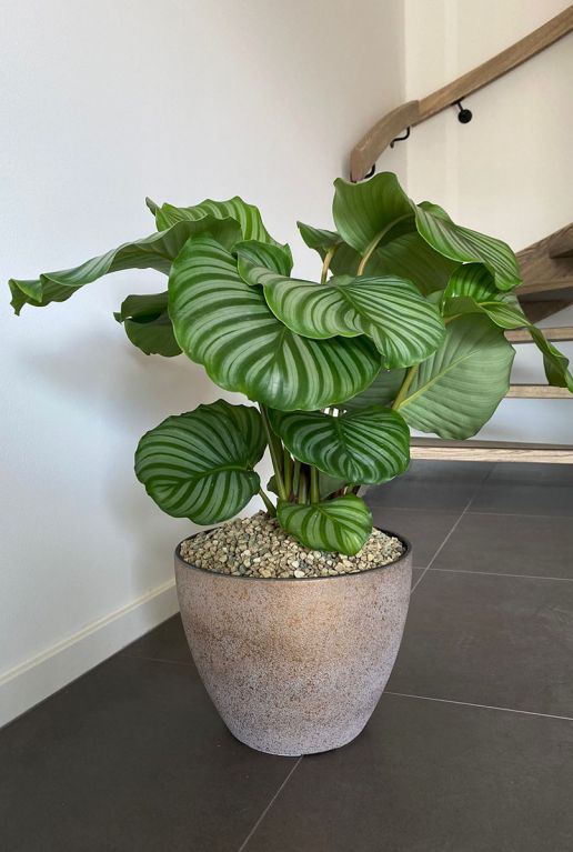 Alocasia Branchifolia Pink Passion blad
