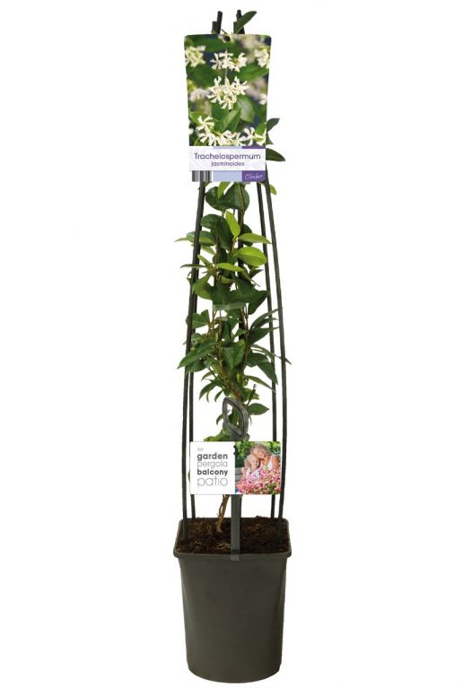 Rachelospermum jasminoide
