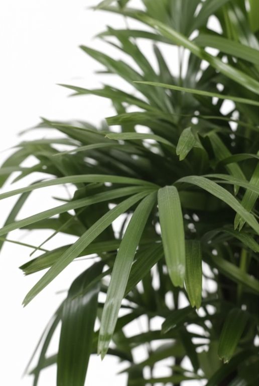 Rhapis excelsa-closeup