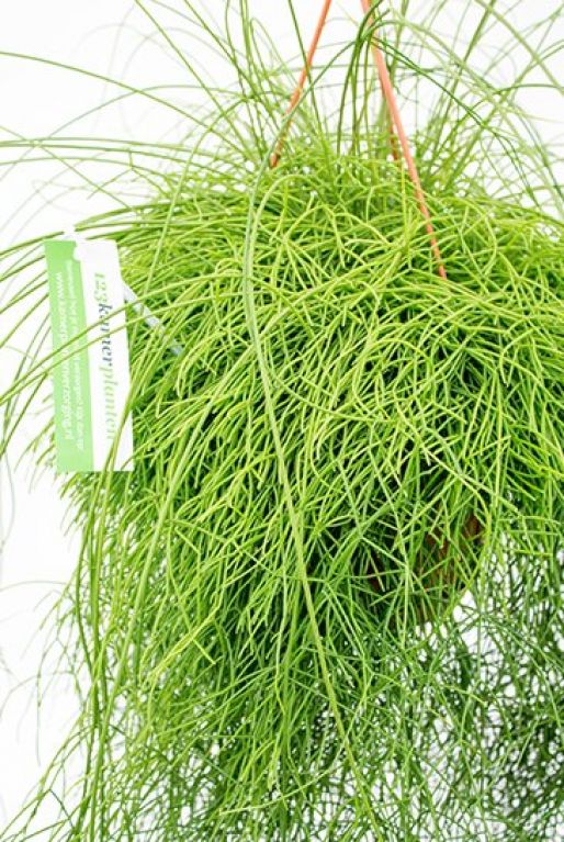 Rhipsalis cassutha