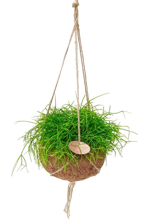 Rhipsalis cassutha in kokosnoot