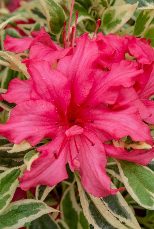 Rhododendron bollywood plante de jardin 1