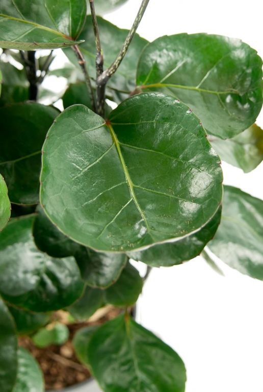 Rond groen blad plant aralia 2