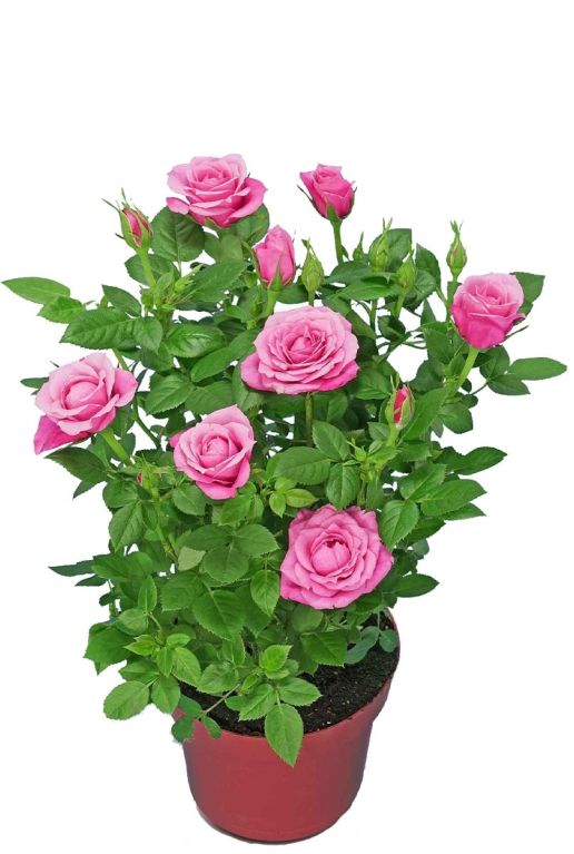 Rosa light star p12