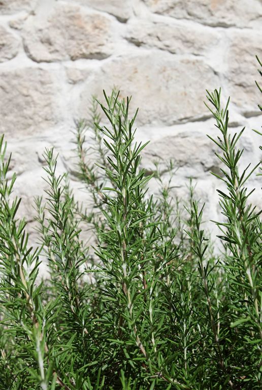 Rosmarinus officinalis plante de jardin