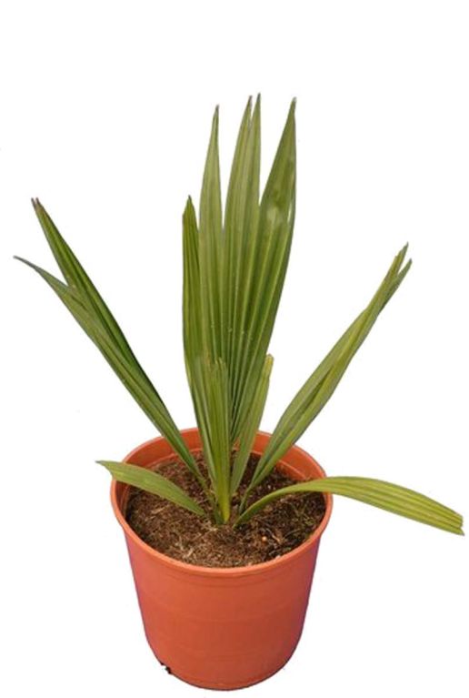 Sabal minor palm p22