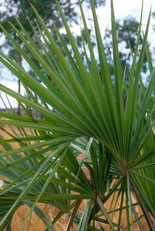 Sabal minor palm plante de jardin p22