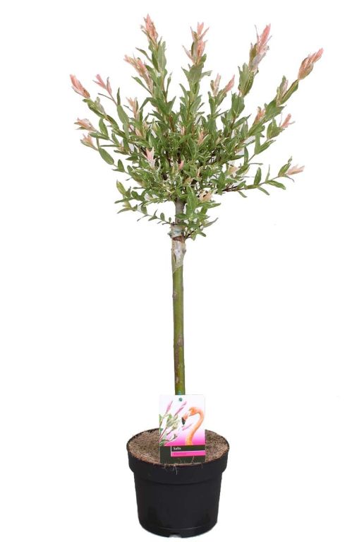 Salix flamingo stam p17