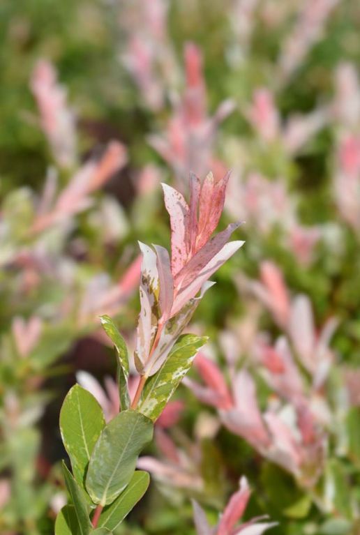 Salix flamingo stam plante de jardin p17