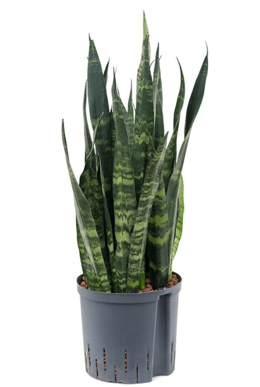 Sansevieria coral black hydrocultuur plant