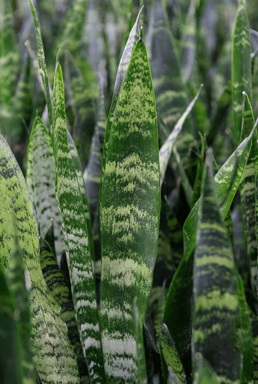 Sansevieria coral black kamerplant