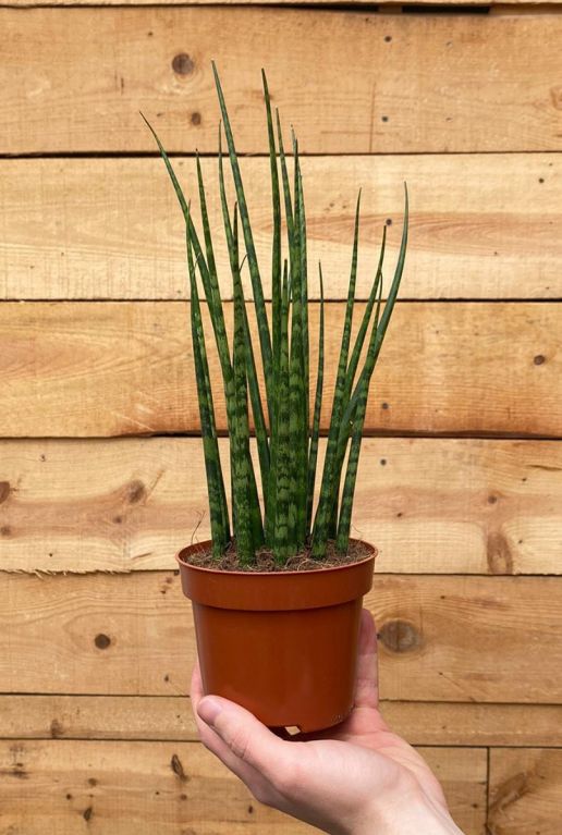 Plante mikado Sansevieria fernwood 