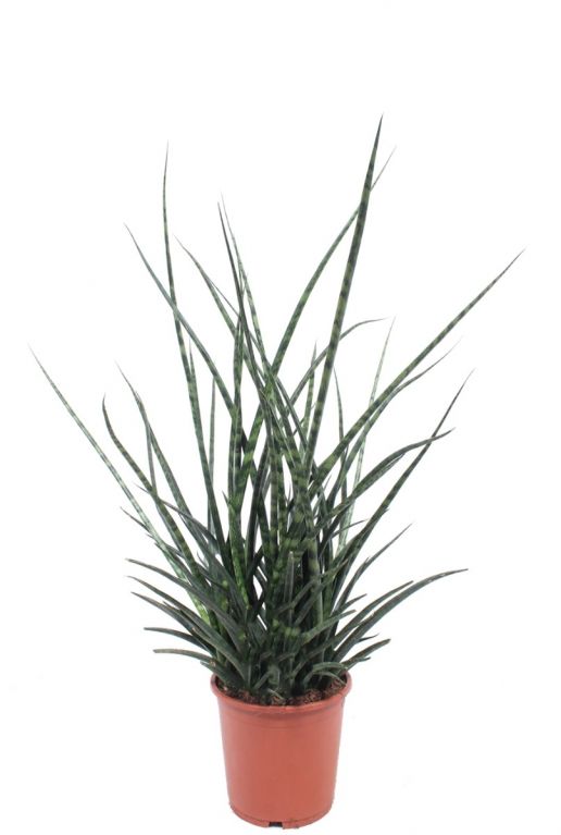 Sansevieria fernwood punk plant