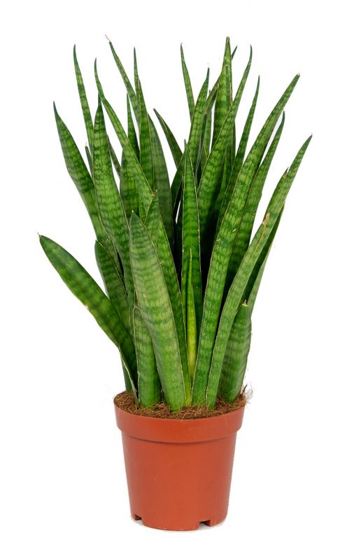 Sansevieria kirkii 1