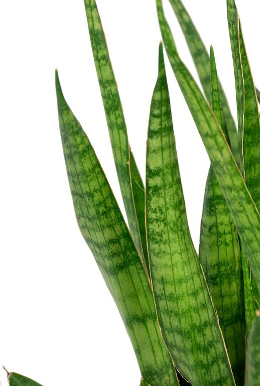 Sansevieria kirkii feuilles