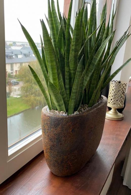 Sansevieria kirkii kamerplant
