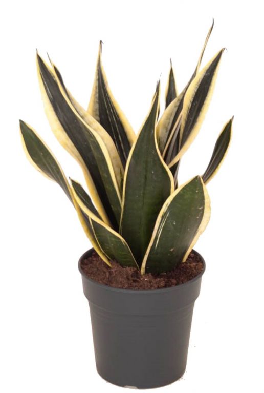 Sansevieria super flame kamerplant
