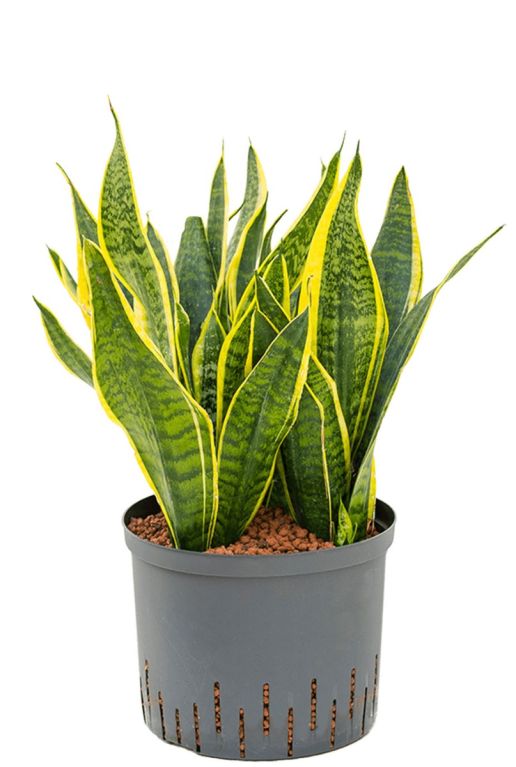 Sansevieria vrouwentong hydro plant