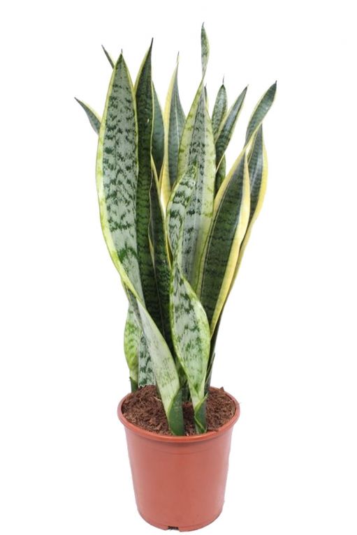 Sansevieria vrouwentong laurentii plant