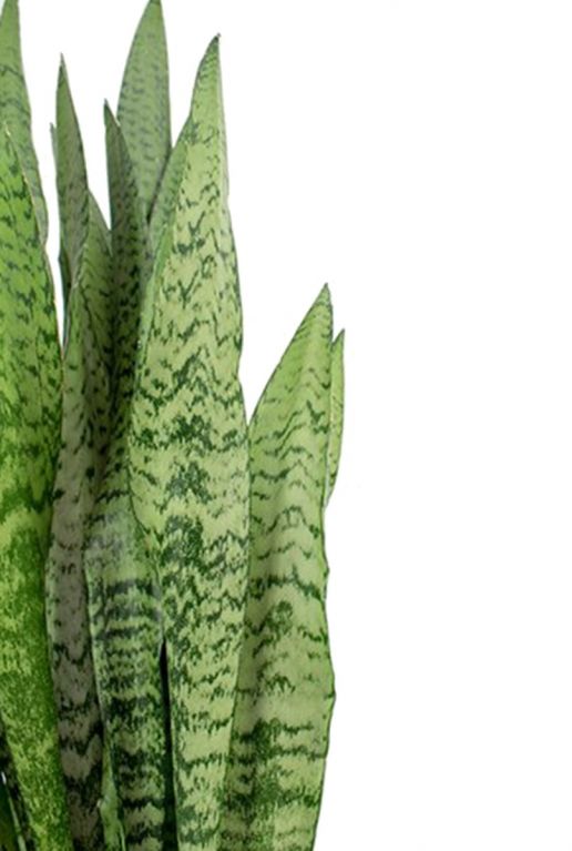 Sansevieria zeylanica plant 2