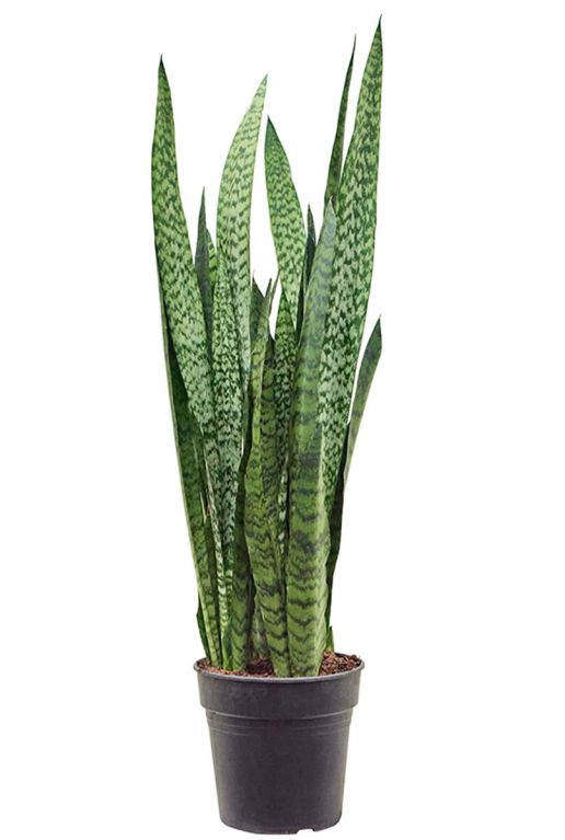 Alocasia Branchifolia Pink Passion blad