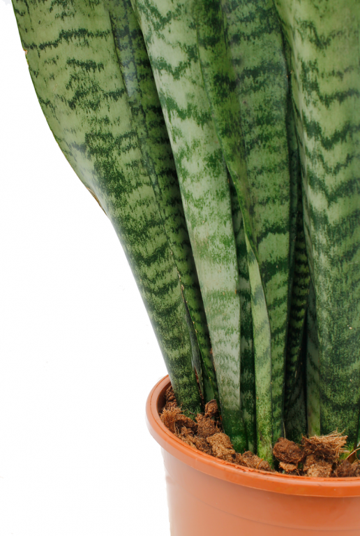 plante d'intérieur agréable et facile