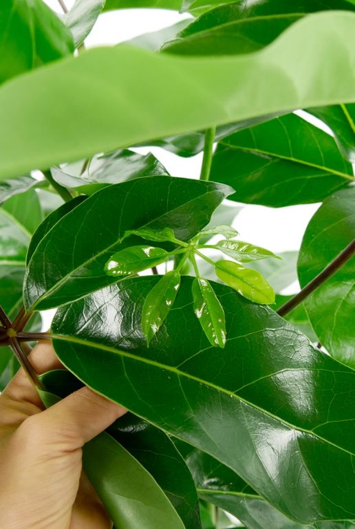 Schefflera amate petite feuille
