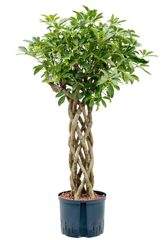 Hoya Krohniana Silver blad