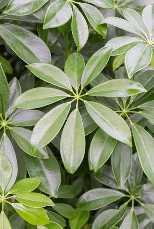 Schefflera arboricola blad