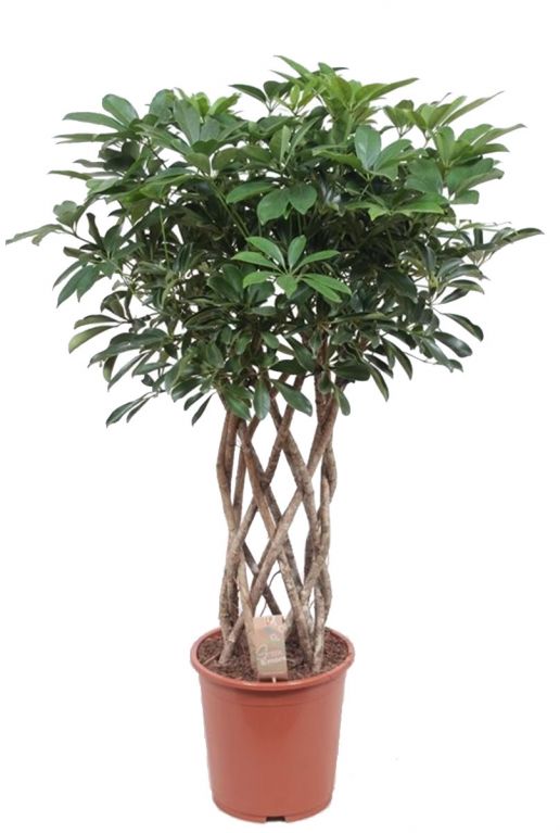 Schefflera arboricola pflanze
