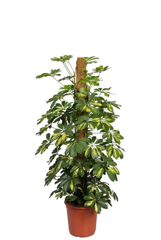 Schefflera Gold Capella