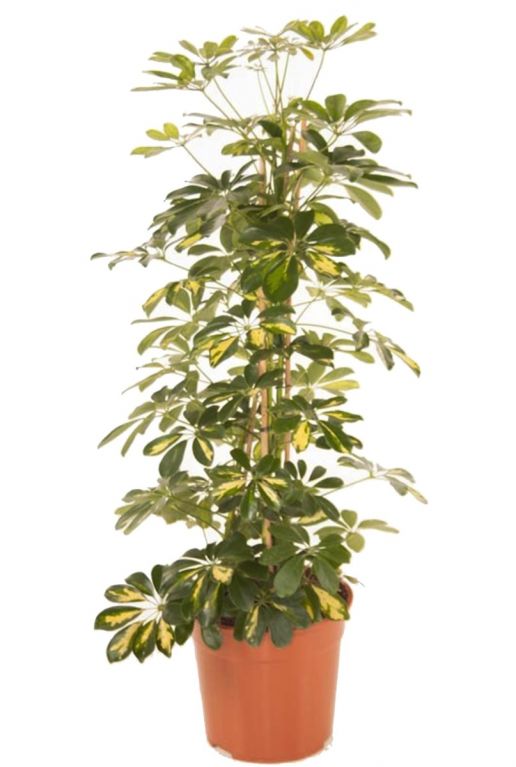 Schefflera gold capella 2