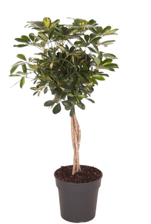 Schefflera gold capella 3