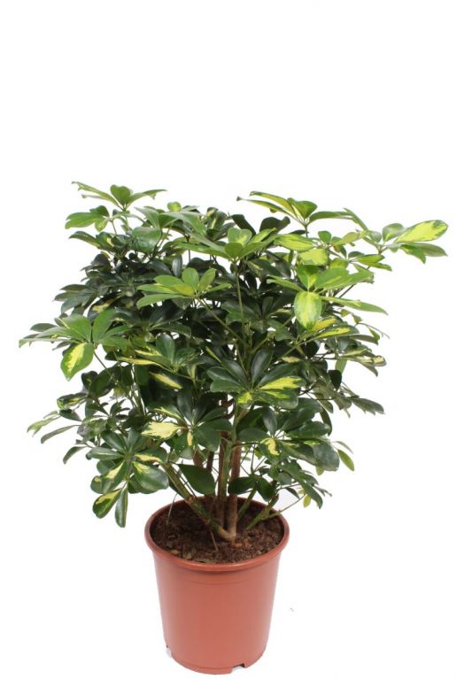 Schefflera gold capella plant 6