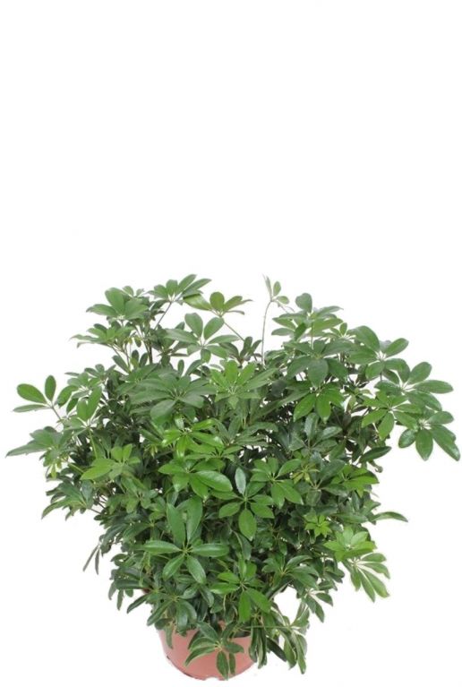 Schefflera kamerplant struik 1