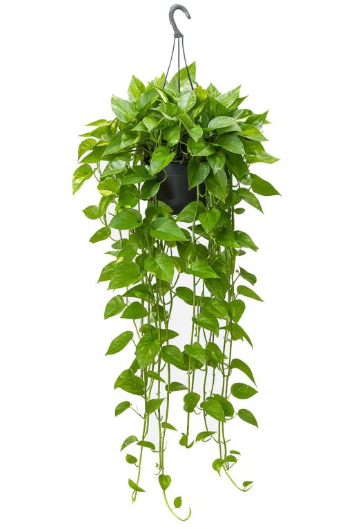 Scindapsus Aureum