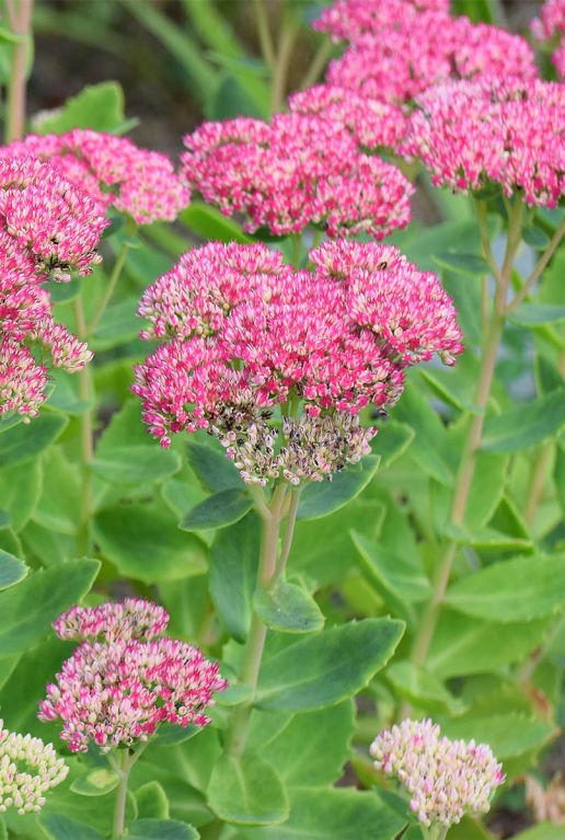 Sedum herbstfreude p9