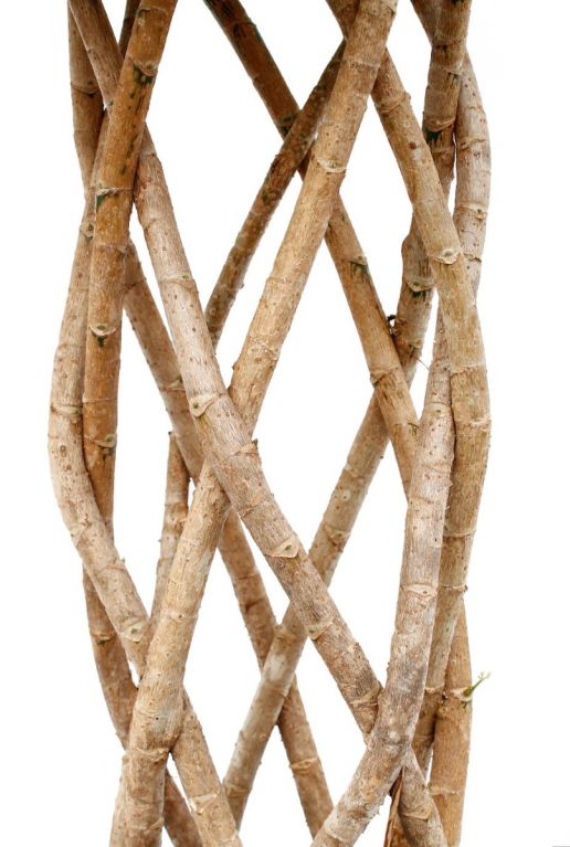Schefflera Compacta