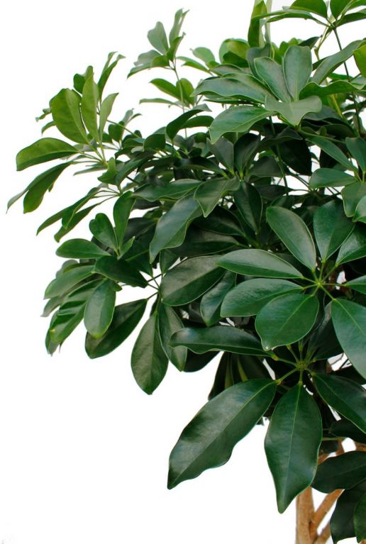 Schefflera Compacta