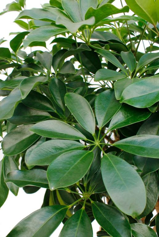 Schefflera Compacta