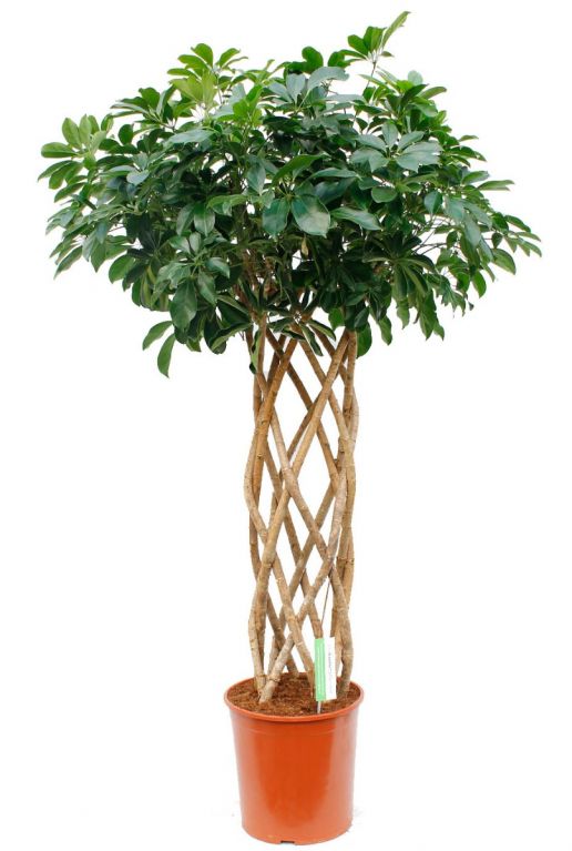 Schefflera Compacta